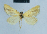  ( - BC ZSM Lep 81110)  @12 [ ] CreativeCommons - Attribution Non-Commercial Share-Alike (2014) Axel Hausmann/Bavarian State Collection of Zoology (ZSM) SNSB, Zoologische Staatssammlung Muenchen