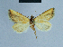  ( - BC ZSM Lep 81111)  @12 [ ] CreativeCommons - Attribution Non-Commercial Share-Alike (2014) Axel Hausmann/Bavarian State Collection of Zoology (ZSM) SNSB, Zoologische Staatssammlung Muenchen