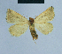  (Eublemma penicillata - BC ZSM Lep 81112)  @13 [ ] CreativeCommons - Attribution Non-Commercial Share-Alike (2014) Axel Hausmann/Bavarian State Collection of Zoology (ZSM) SNSB, Zoologische Staatssammlung Muenchen