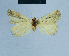  ( - BC ZSM Lep 81113)  @11 [ ] CreativeCommons - Attribution Non-Commercial Share-Alike (2014) Axel Hausmann/Bavarian State Collection of Zoology (ZSM) SNSB, Zoologische Staatssammlung Muenchen