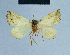  ( - BC ZSM Lep 81114)  @12 [ ] CreativeCommons - Attribution Non-Commercial Share-Alike (2014) Axel Hausmann/Bavarian State Collection of Zoology (ZSM) SNSB, Zoologische Staatssammlung Muenchen