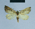  (Eublemma fulvitermina - BC ZSM Lep 81115)  @13 [ ] CreativeCommons - Attribution Non-Commercial Share-Alike (2014) Axel Hausmann/Bavarian State Collection of Zoology (ZSM) SNSB, Zoologische Staatssammlung Muenchen