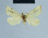  ( - BC ZSM Lep 81116)  @12 [ ] CreativeCommons - Attribution Non-Commercial Share-Alike (2014) Axel Hausmann/Bavarian State Collection of Zoology (ZSM) SNSB, Zoologische Staatssammlung Muenchen