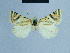  ( - BC ZSM Lep 81119)  @13 [ ] CreativeCommons - Attribution Non-Commercial Share-Alike (2014) Axel Hausmann/Bavarian State Collection of Zoology (ZSM) SNSB, Zoologische Staatssammlung Muenchen