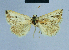  (Eublemma melanodonta - BC ZSM Lep 81120)  @11 [ ] CreativeCommons - Attribution Non-Commercial Share-Alike (2014) Axel Hausmann/Bavarian State Collection of Zoology (ZSM) SNSB, Zoologische Staatssammlung Muenchen