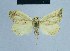  ( - BC ZSM Lep 81123)  @12 [ ] CreativeCommons - Attribution Non-Commercial Share-Alike (2014) Axel Hausmann/Bavarian State Collection of Zoology (ZSM) SNSB, Zoologische Staatssammlung Muenchen