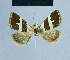  ( - BC ZSM Lep 81131)  @11 [ ] CreativeCommons - Attribution Non-Commercial Share-Alike (2014) Axel Hausmann/Bavarian State Collection of Zoology (ZSM) SNSB, Zoologische Staatssammlung Muenchen