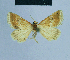  (Eublemma thermoides - BC ZSM Lep 81134)  @11 [ ] CreativeCommons - Attribution Non-Commercial Share-Alike (2014) Axel Hausmann/Bavarian State Collection of Zoology (ZSM) SNSB, Zoologische Staatssammlung Muenchen