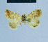  ( - BC ZSM Lep 81135)  @12 [ ] CreativeCommons - Attribution Non-Commercial Share-Alike (2014) Axel Hausmann/Bavarian State Collection of Zoology (ZSM) SNSB, Zoologische Staatssammlung Muenchen