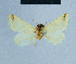  (Eublemma HH07 - BC ZSM Lep 81136)  @11 [ ] CreativeCommons - Attribution Non-Commercial Share-Alike (2014) Axel Hausmann/Bavarian State Collection of Zoology (ZSM) SNSB, Zoologische Staatssammlung Muenchen