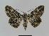  (Cleora displicataAH01 - BC EF Alc 00070)  @14 [ ] Copyright (2010) Unspecified Research Collection of Egbert Friedrich