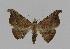  (Corgatha ancistrodes - BC EF Alc 00111)  @14 [ ] Copyright (2010) Unspecified Research Collection of Egbert Friedrich