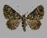  (Eucymatoge - BC EF Alc 00138)  @15 [ ] Copyright (2010) Unspecified Research Collection of Egbert Friedrich