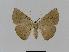  (Amelora AH03 - BC EF Alc 00247)  @14 [ ] Copyright (2010) Unspecified Research Collection of Egbert Friedrich