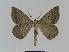  (Nearcha AH02 - BC EF Alc 00295)  @14 [ ] Copyright (2010) Unspecified Research Collection of Egbert Friedrich