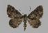  (Chrysolarentia squamulata - BC EF Alc 00356)  @14 [ ] Copyright (2010) Unspecified Research Collection of Egbert Friedrich