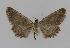  ( - BC EF Alc 00372)  @12 [ ] Copyright (2010) Unspecified Research Collection of Egbert Friedrich