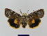  ( - BC FGJ Lep 01745)  @14 [ ] Unspecified (default): All Rights Reserved  Unspecified Unspecified