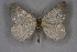  ( - BC NP 0197)  @11 [ ] Copyright (2010) Unspecified Research Collection of Norbert Poell