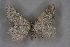  ( - BC NP 0202)  @14 [ ] Copyright (2010) Unspecified Research Collection of Norbert Poell