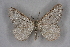  ( - BC NP 0203)  @11 [ ] Copyright (2010) Unspecified Research Collection of Norbert Poell