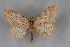  (Brachyglossina culoti - BC NP 0215)  @14 [ ] Copyright (2010) Unspecified Research Collection of Norbert Poell