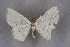  ( - BC NP 0217)  @11 [ ] Copyright (2010) Unspecified Research Collection of Norbert Poell