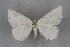  ( - BC NP 0218)  @11 [ ] Copyright (2010) Unspecified Research Collection of Norbert Poell