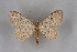  (Brachyglossina NP01Mo - BC NP 0222)  @11 [ ] Copyright (2010) Unspecified Research Collection of Norbert Poell