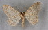  ( - BC NP 0225)  @11 [ ] Copyright (2010) Unspecified Research Collection of Norbert Poell