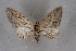  ( - BC NP 0232)  @11 [ ] Copyright (2010) Unspecified Research Collection of Norbert Poell