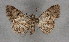  ( - BC NP 0233)  @11 [ ] Copyright (2010) Unspecified Research Collection of Norbert Poell