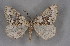  ( - BC NP 0238)  @11 [ ] Copyright (2010) Unspecified Research Collection of Norbert Poell