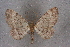  ( - BC NP 0249)  @11 [ ] Copyright (2010) Unspecified Research Collection of Norbert Poell