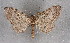  ( - BC NP 0250)  @11 [ ] Copyright (2010) Unspecified Research Collection of Norbert Poell