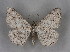  ( - BC NP 0260)  @11 [ ] Copyright (2010) Unspecified Research Collection of Norbert Poell