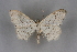  ( - BC NP 0263)  @11 [ ] Copyright (2010) Unspecified Research Collection of Norbert Poell