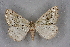  ( - BC NP 0265)  @11 [ ] Copyright (2010) Unspecified Research Collection of Norbert Poell