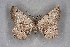  ( - BC NP 0295)  @13 [ ] Copyright (2010) Unspecified Research Collection of Norbert Poell