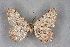  ( - BC NP 0297)  @13 [ ] Copyright (2010) Unspecified Research Collection of Norbert Poell