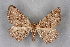  (Neognopharmia NP02Ir - BC NP 0299)  @11 [ ] Copyright (2010) Unspecified Research Collection of Norbert Poell