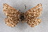  (Glacies burmanni - BC NP 0301)  @11 [ ] Copyright (2010) Unspecified Research Collection of Norbert Poell