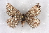  ( - BC NP 0302)  @13 [ ] Copyright (2010) Unspecified Research Collection of Norbert Poell