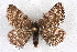  (Glacies alticolaria - BC NP 0303)  @14 [ ] Copyright (2010) Unspecified Research Collection of Norbert Poell