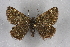  (Glacies belzebuth - BC NP 0310)  @14 [ ] Copyright (2010) Unspecified Research Collection of Norbert Poell