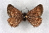  ( - BC NP 0311)  @13 [ ] Copyright (2010) Unspecified Research Collection of Norbert Poell