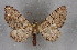  ( - BC NP 0324)  @12 [ ] Copyright (2010) Unspecified Research Collection of Norbert Poell