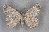  (Charissa italohelveticus - BC NP 0327)  @14 [ ] Copyright (2010) Unspecified Research Collection of Norbert Poell