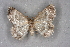 ( - BC NP 0327)  @13 [ ] Copyright (2010) Unspecified Research Collection of Norbert Poell