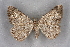  ( - BC NP 0329)  @11 [ ] Copyright (2010) Unspecified Research Collection of Norbert Poell